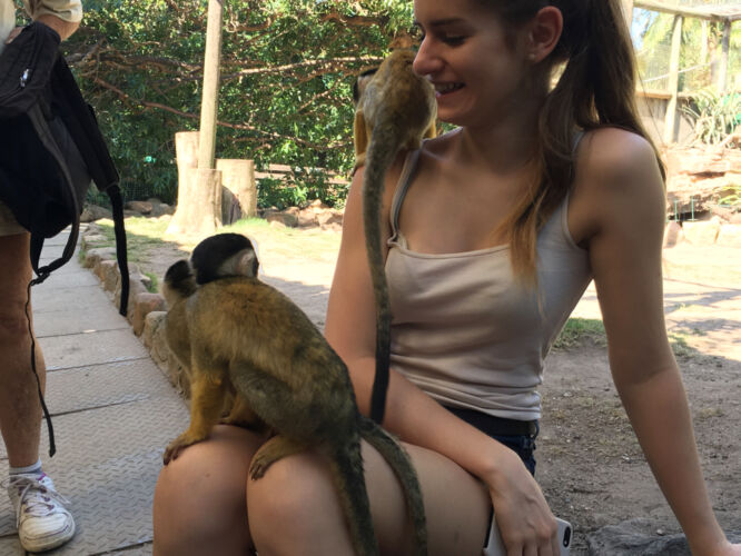 Monkeys on Marcella