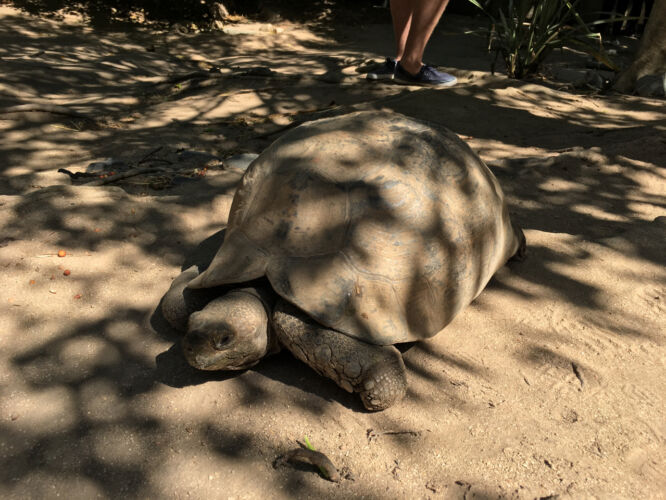 Tortoise baller