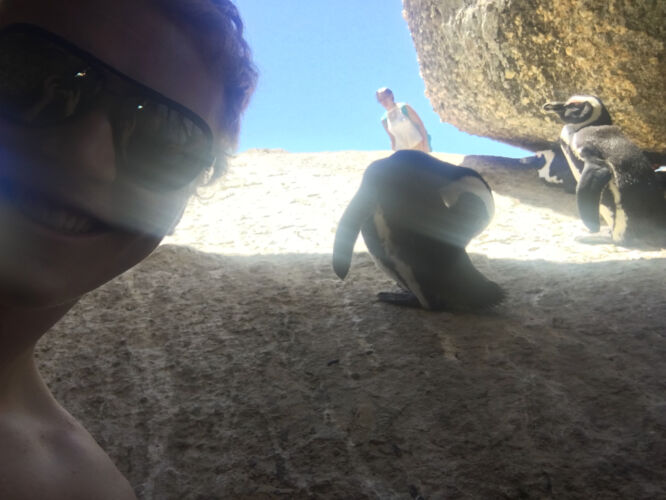 Penguin selfie