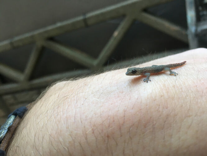 Tiny lizard