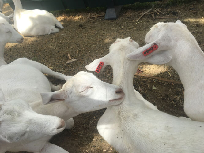 Goat pile