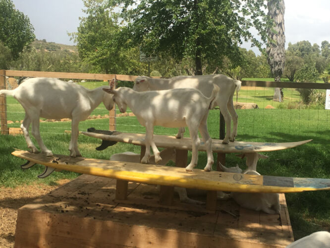 Surfing goats