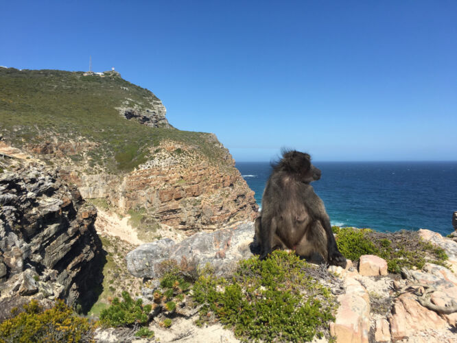 Baboon on the Cliffs of Dover