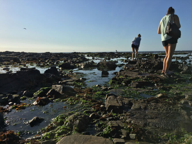 Checking out tide pools