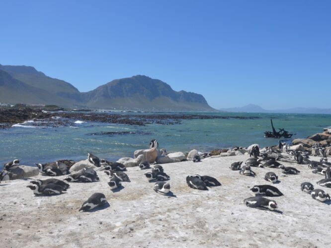 The ground wasn't always white.