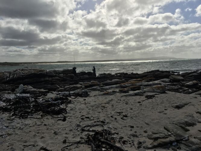 This beach was full of pristine dead shit