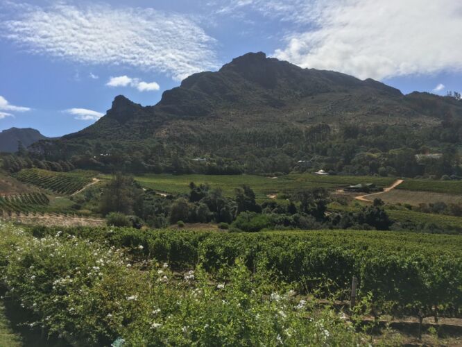 Constantia wine tasting