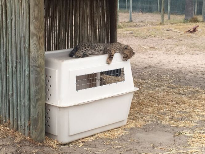 Cheetah cub