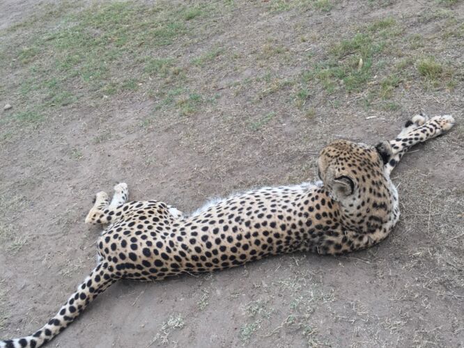 Cheetah chillin