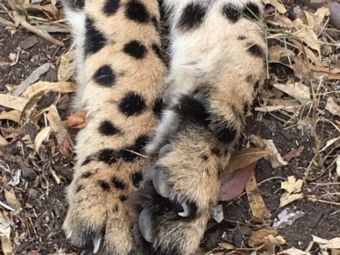 Cheetah paw
