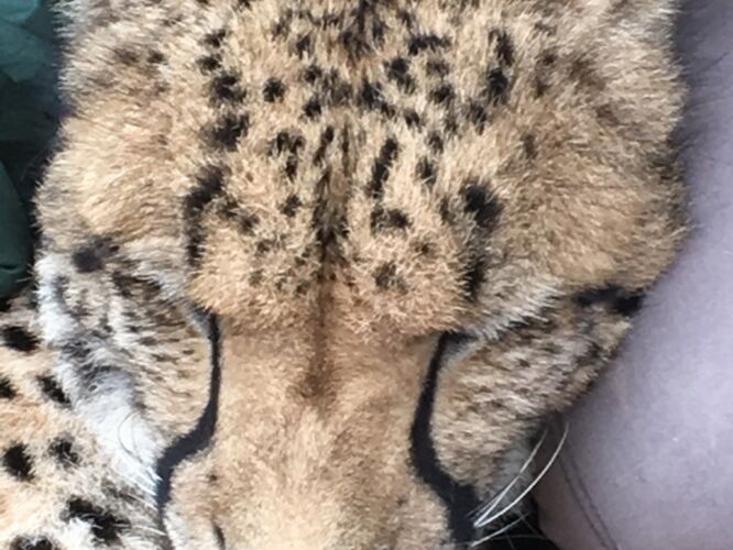 Sleepy cheetah