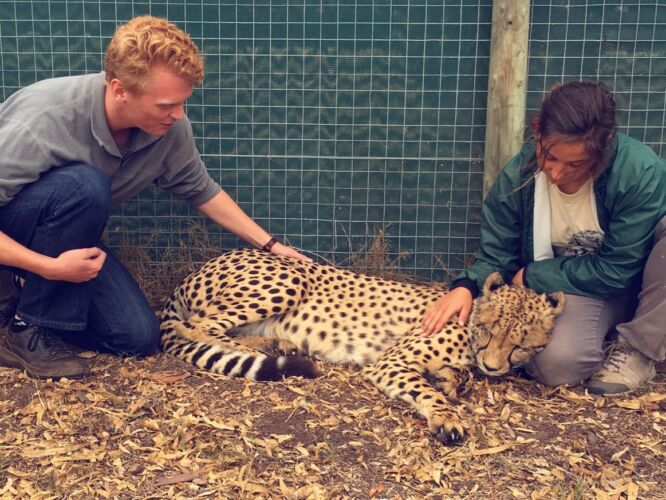 Feeling a cheetah purr