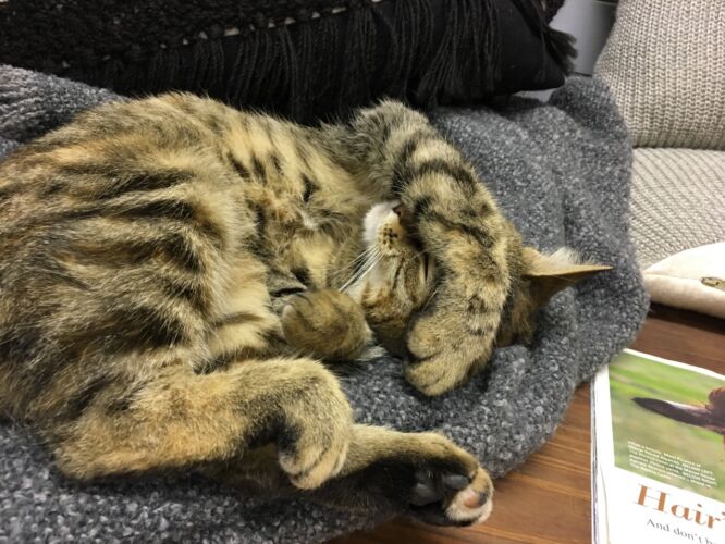 Sleepy expressive cat