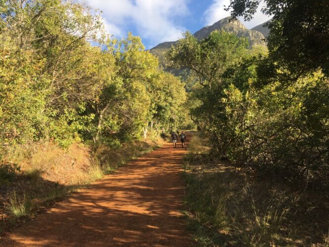 Starting in Kirstenbosch
