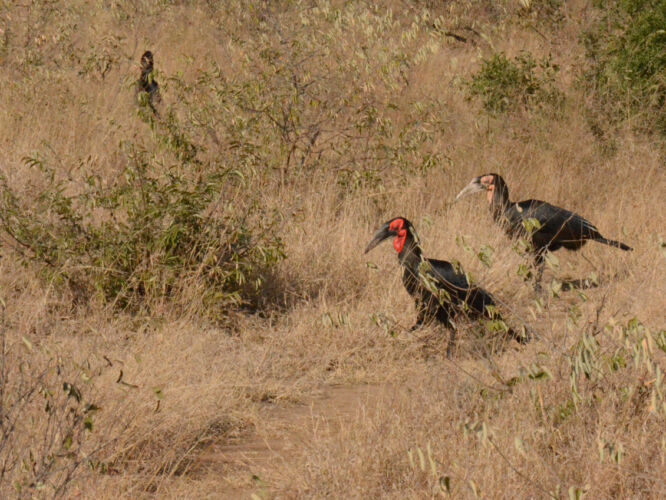 Ground hornbills