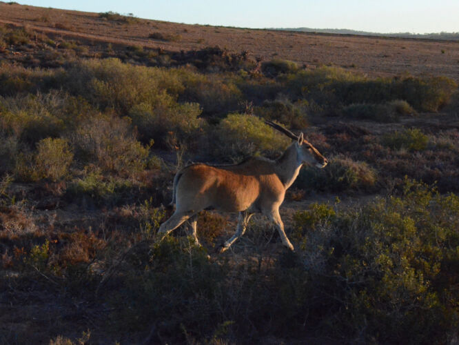 Eland at Garden Route Game Lodge