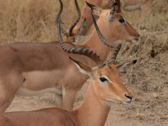 Impala males