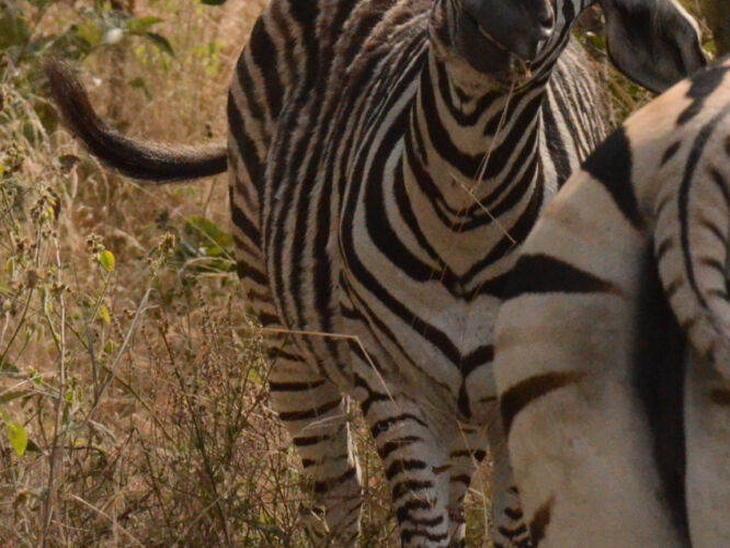 Zebra looking like a doofus