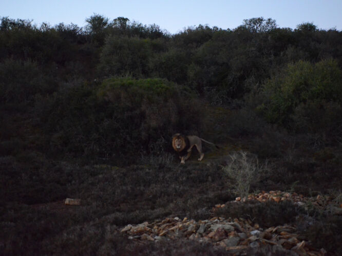 Lion at the Garden Route Game Lodge