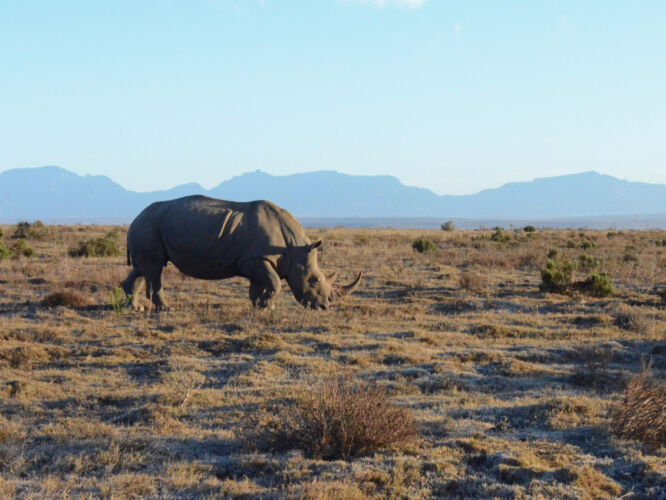 Rhino at the Garden Route Game Lodge
