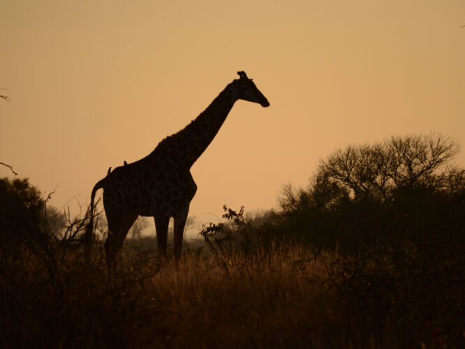 Lone giraffe at sunrise