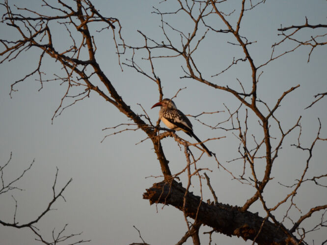 Yellow-billed hornbill