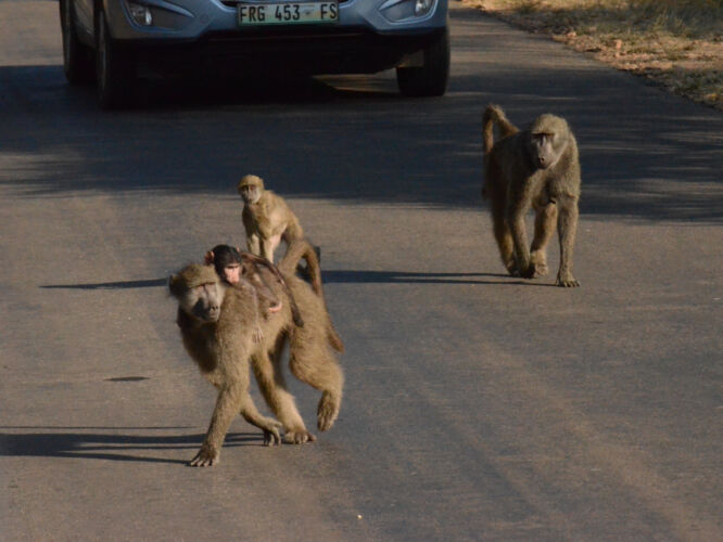 Baboons on the road