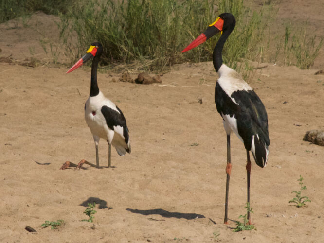Amazing saddle-billed stork couple