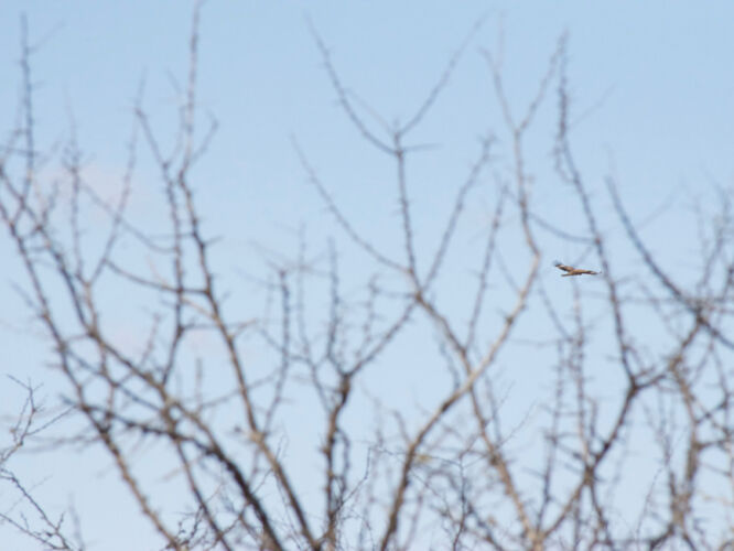 Hawk amongst the bushes