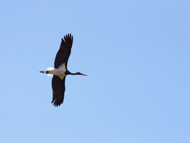 Stork mid flight