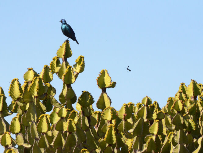 Cape Glossy Starling oblivious to prey