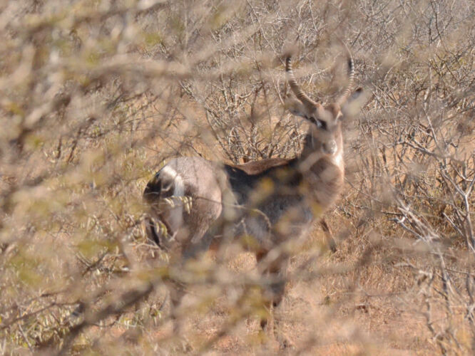 Waterbuck through the bushes