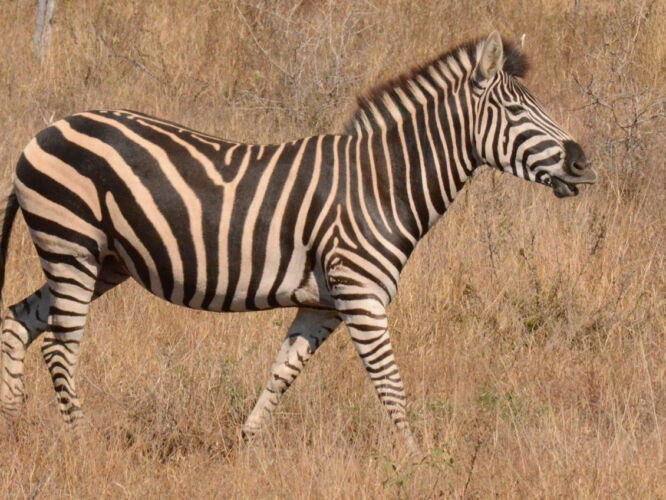 Zebra jaunt