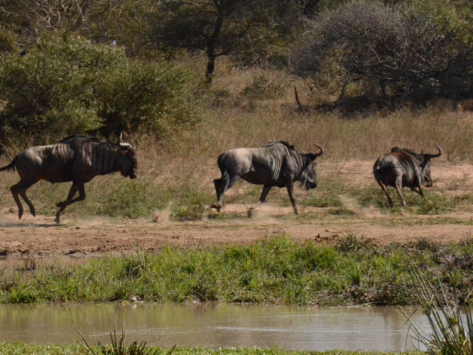 Wildebeest chase
