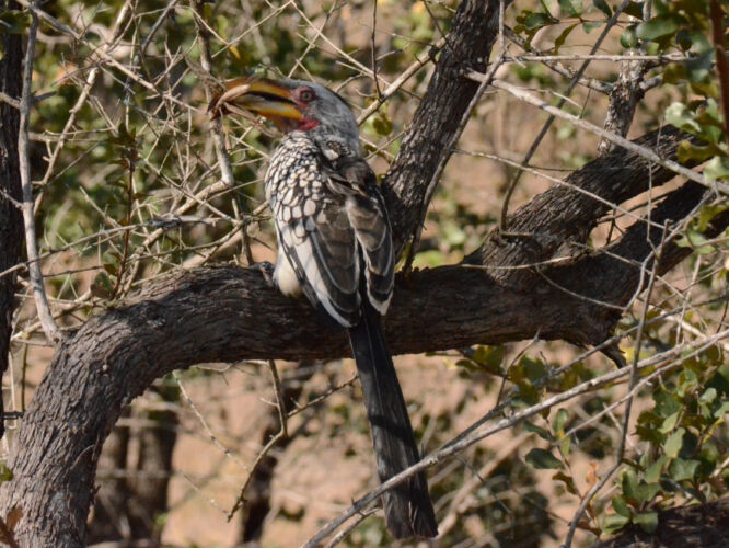 Hornbill with a flying snack