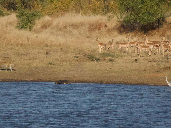Leopard close up (fuzzy)