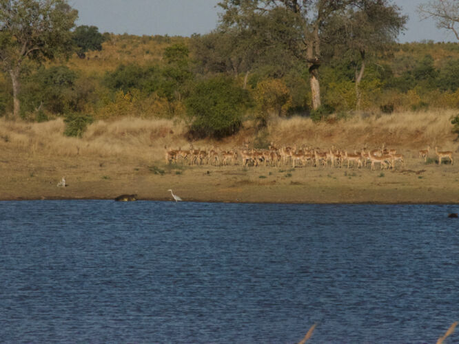 Six Species: Leopard, Crocodile, Egret, Impala, Hippo, Blacksmith Plover