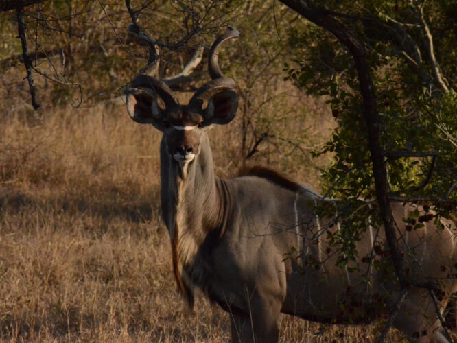 Majestic Kudu