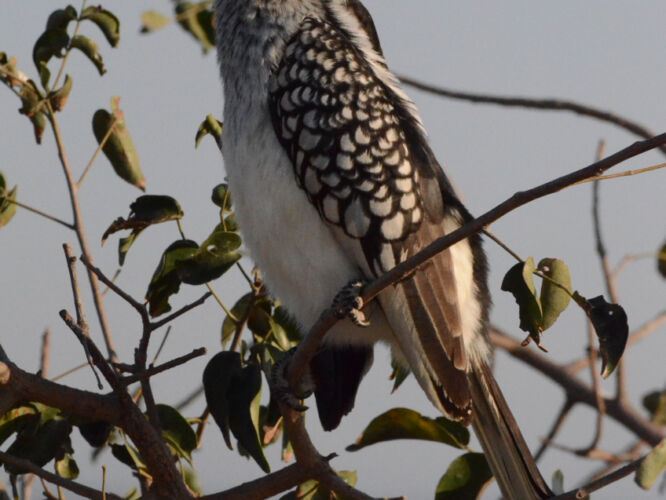 Hornbills are my favorite