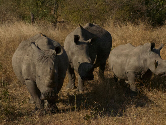 Rhino family
