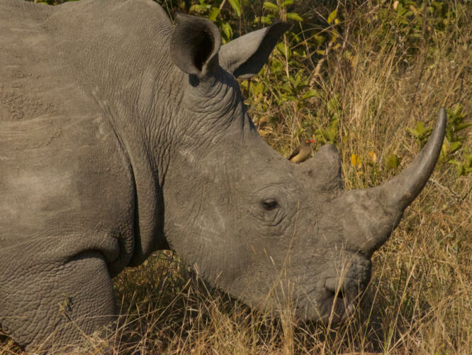 Rhino and bird friend
