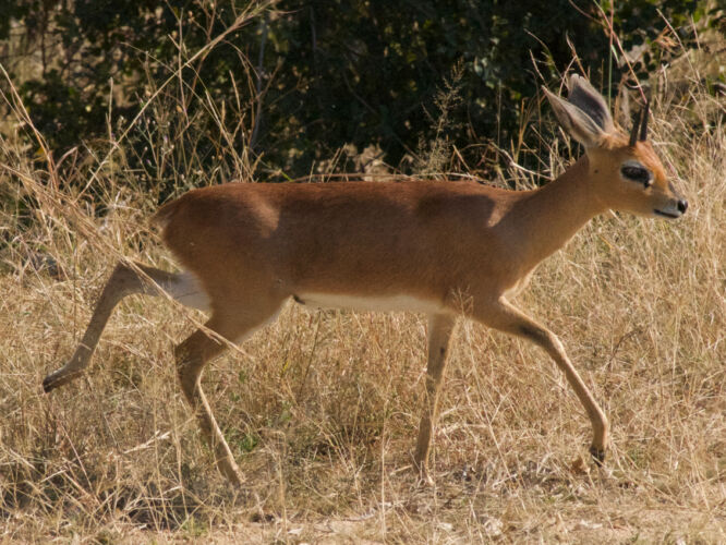 Fully grown Steenbok