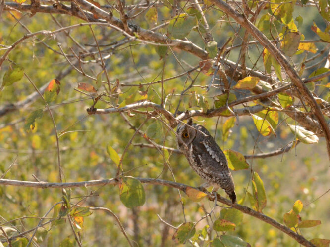 Tiny owl amongst the branches