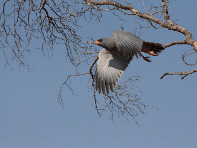 Fluffy hawk taking off