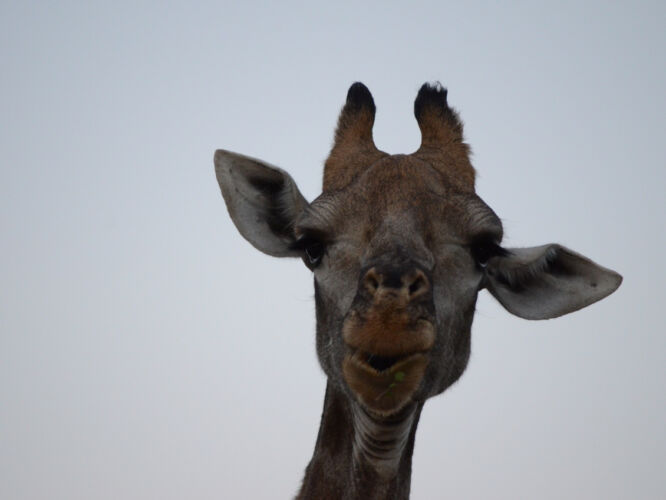 Giraffe looking like a doofus