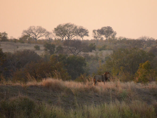 Lion male on our last day