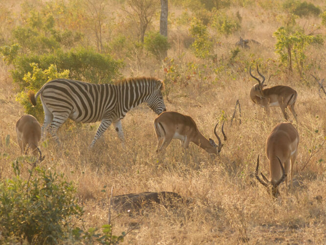 Zebra and Impala pals